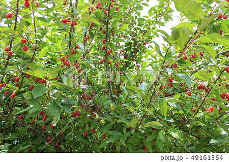 グミの実 木の実 赤い実 初夏の写真素材