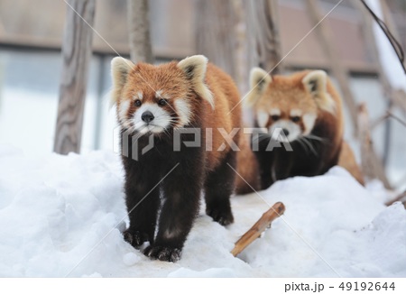 札幌円山動物園の写真素材