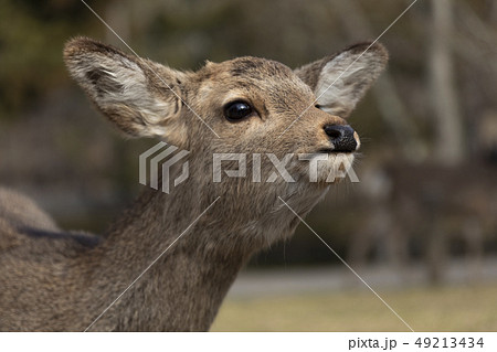 奈良公園 顔アップ 陸上動物 鹿の写真素材