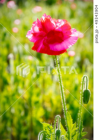 コクリコの写真素材