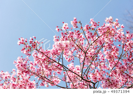 桜 ソメイヨシノ 木 樹皮 自然 幹 テクスチャ 樹木の写真素材