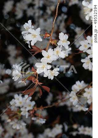 メジロ樺の写真素材
