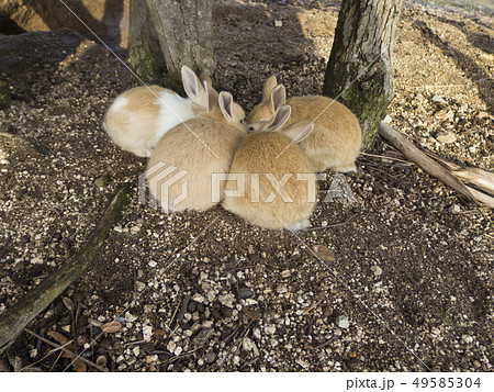 キス うさぎ 動物 ペットの写真素材