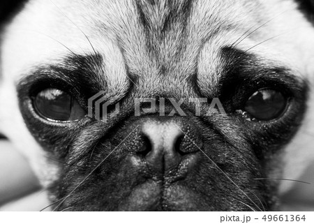 犬 パグ シンプル 白黒の写真素材