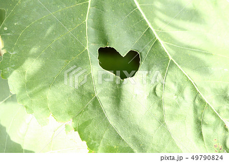 ひまわり ヒマワリ 向日葵 虫食いの葉の写真素材