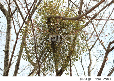 やどりぎ クリスマスの写真素材
