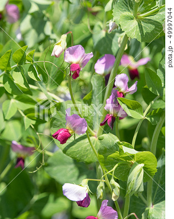 花 スナップエンドウ スナックエンドウ エンドウの写真素材