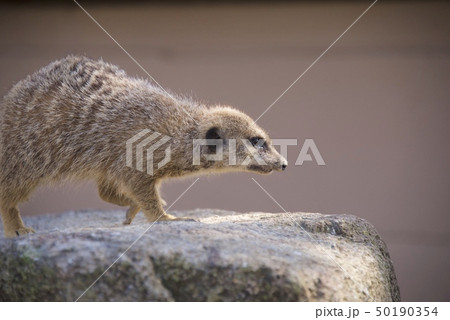 ミーアキャット 動物園 白浜アドベンチャーワールド 動物の写真素材