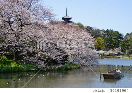 春 桜 三渓園 風景の写真素材 - PIXTA