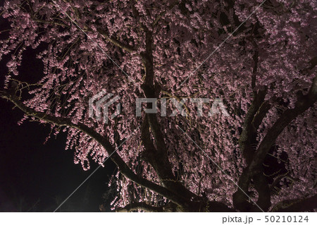 夜の水面に映るしだれ桜の写真素材