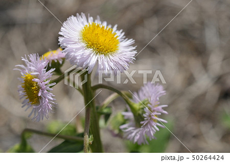 ハルシオン 花 雑草の写真素材