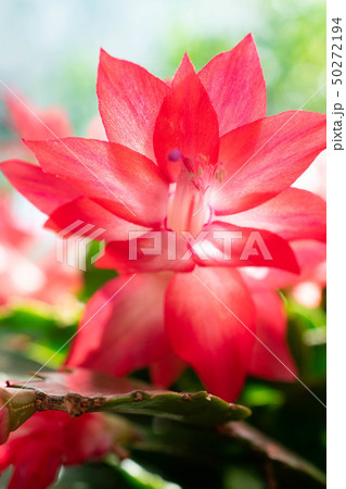 多肉植物の赤い花の写真素材