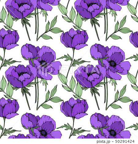紫のアネモネのイラスト素材