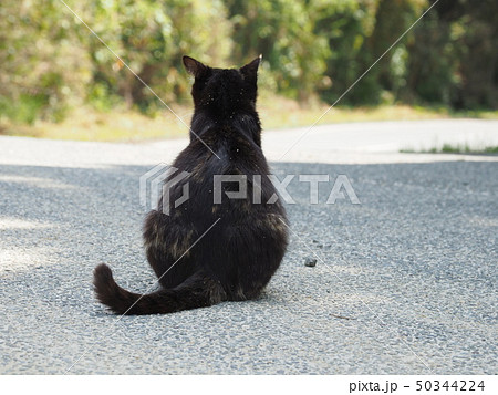 黒猫 後姿 動物 猫の写真素材