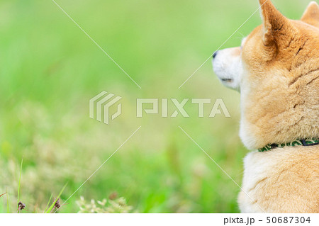 犬 後ろ 動物 柴犬の写真素材