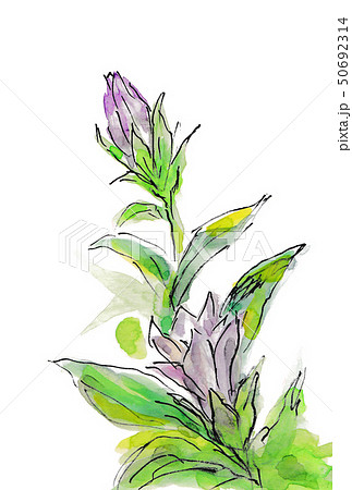 竜胆 りんどう リンドウ 野草のイラスト素材