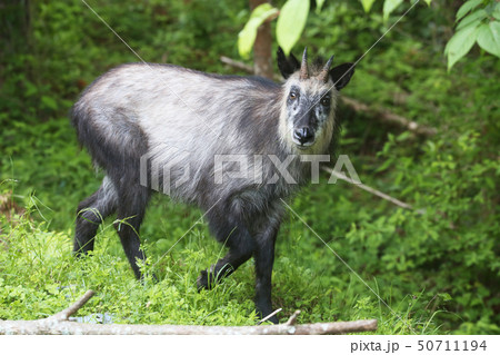 カモシカ 野生 ヤギ亜科 日本羚羊の写真素材