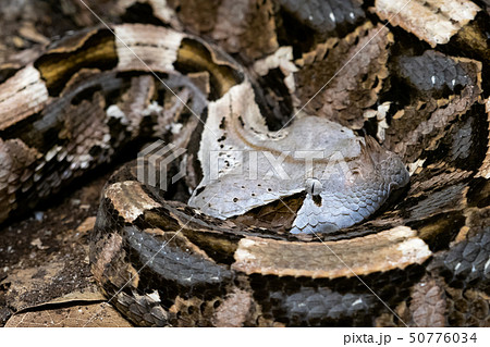 ガボンアダーの写真素材