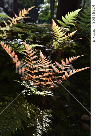 胞子によって増える植物の写真素材