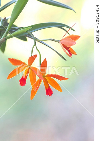 カトレア　オレンジナゲット‘Orange Queen’（花は終わりました） 多花性オレンジ・カトレア - 蘭すきです 開花記録・・・暮らしノート
