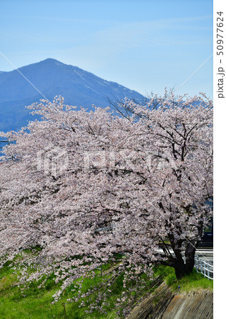 藤田川ふれあい桜 藤田川 ふれあい桜 喜久田町の写真素材