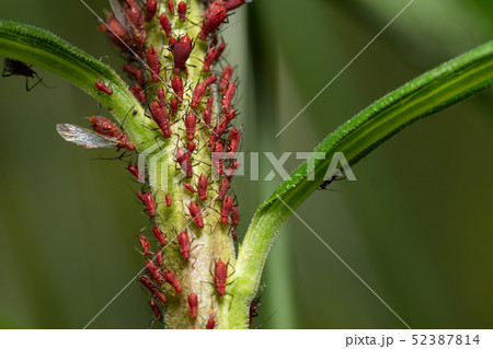 セイタカアワダチソウヒゲナガアブラムシ 赤色 昆虫 虫の写真素材 セイタカアワダチソウヒゲナガアブラムシ 赤色 昆虫 虫の写真素材