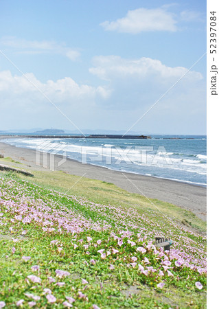 はまひるがおの写真素材 - PIXTA