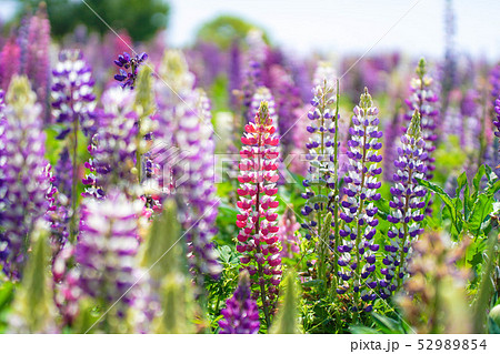 花 植物 ルピナス 花壇の写真素材