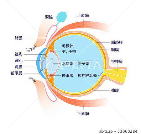 眼球 硝子体 解剖図 解剖学のイラスト素材 - PIXTA