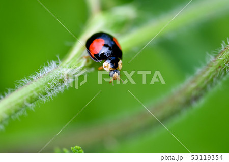 二星テントウ虫 昆虫の写真素材