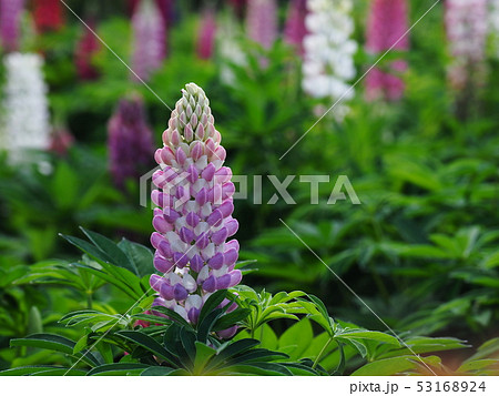 驚くばかりルピナス 多年草 最高の花の画像