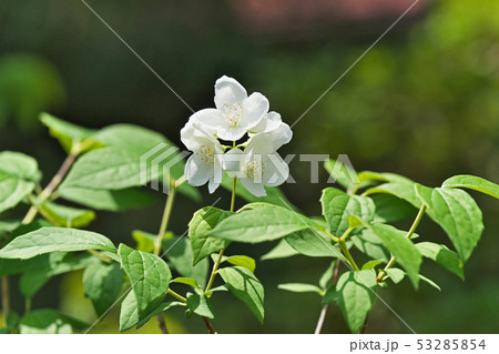 バイカウツギの写真素材 - PIXTA