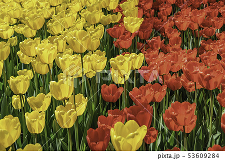 花 チューリップ 植物 韓国の写真素材