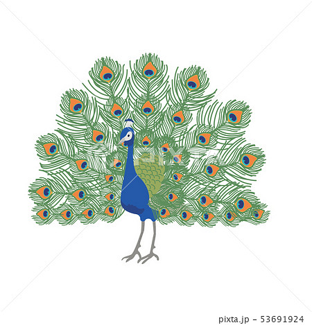 Peacock Vectors