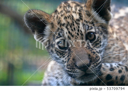 ジャガー 赤ちゃん 動物 アップの写真素材
