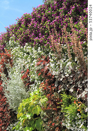 花壇 植物 ヘデラ アイビーの写真素材