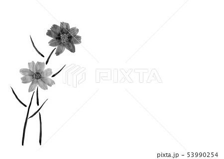 花 コスモス モノクロ 白黒のイラスト素材