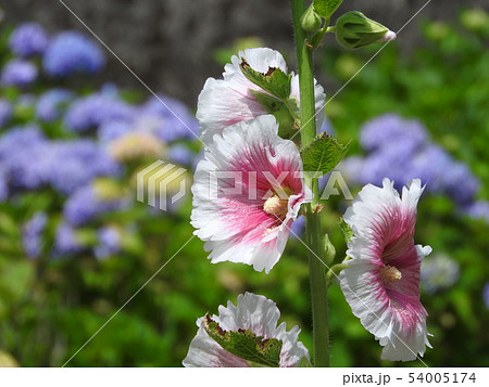 アルテアの写真素材