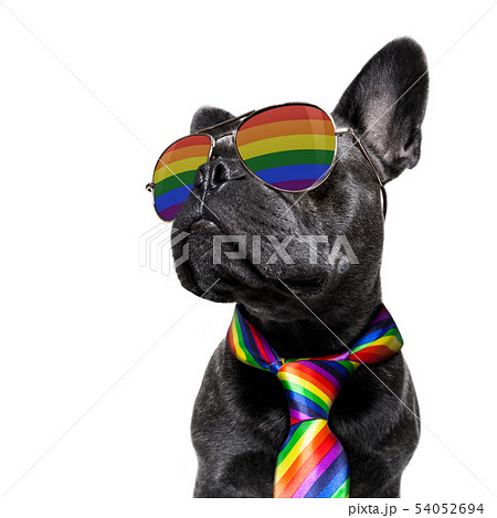 わんこ 犬 ゲイ 同性愛の写真素材