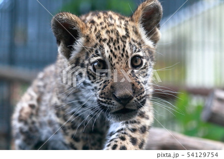 ジャガー 屋外 動物 顔の写真素材