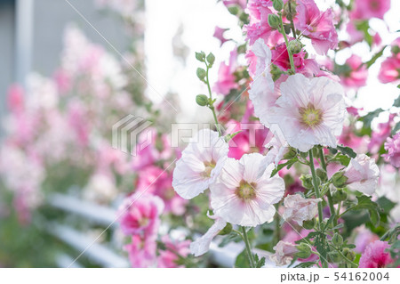 コケコッコー花の写真素材 Pixta