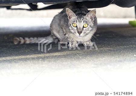 縮こまる 野生 猫 ネコの写真素材