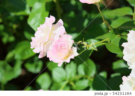 マチルダの花の写真素材