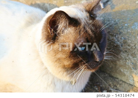 野良猫 シャム猫 公園 猫の写真素材