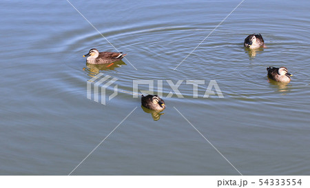 カル鴨の写真素材