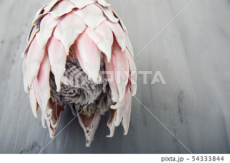 キングプロテア 花の写真素材