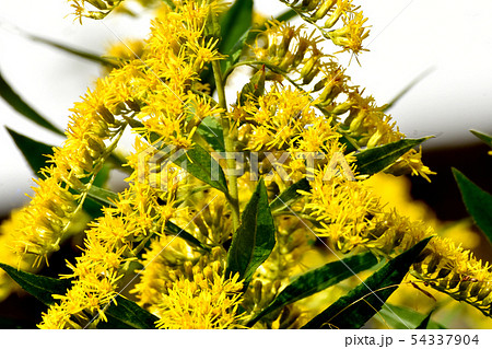 ブタクサの花の写真素材
