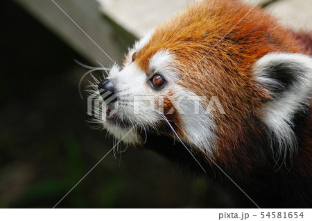 レッサーパンダ 素材 背景 壁紙の写真素材