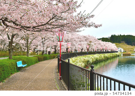 桜 広島県 庄原市 上野公園の写真素材