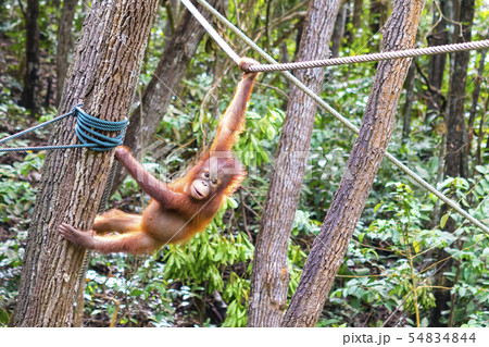 オランウータンの赤ちゃんの写真素材